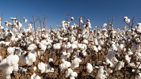 Cotton Field Crop